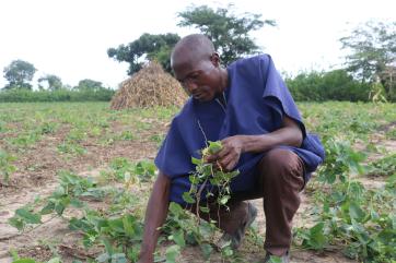 A person inspecting plants growing in soil.