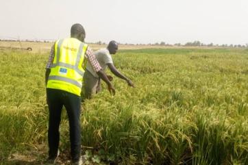 Staff showing and guiding a farmer on effective eradication of harmful weed in mozogum community.