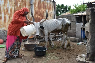 A person pouring water for a livestock animal. 