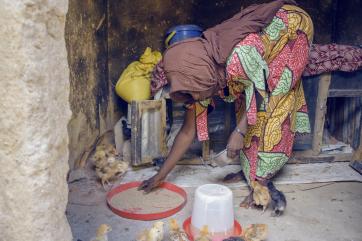 Nigerian woman bending over and feeding her chickens