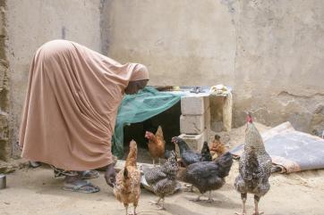 A person feeding chickens.