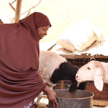 A person feeding livestock.