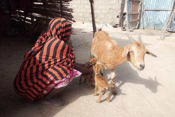 A participant helps two infant goats nurse from their mother.