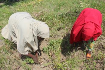Fatima isa and fatima lawal harvesting groundnut on the amana farmers field school farmland