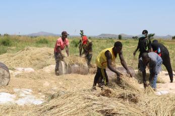 Youth agripreneurship cooperative members threshing harvested rice.