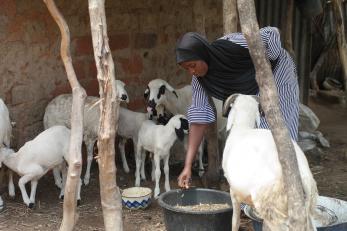 A person tends to their livestock.