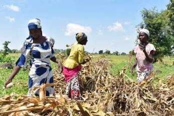 People harvesting maize on a farm.