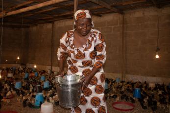 A person distributes chicken feed.