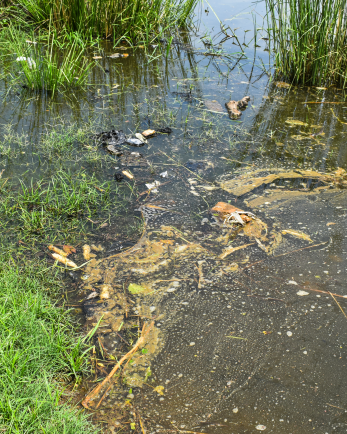 A closeup of polluted swamp water where a community would retrieve water for their homes.