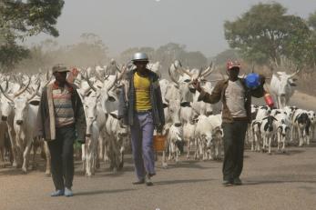 pastoralists walking down road with their animals
