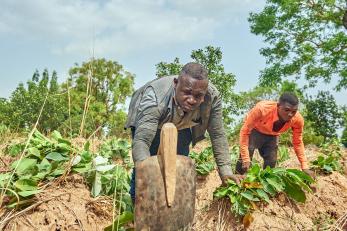 Two people use hand plows to prepare soil.