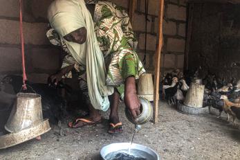 A participant pours water in to a bowl while surrounded by chicks.