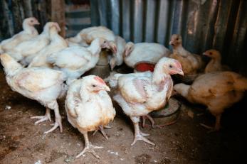A group of chickens inside a coop in Nigeria.
