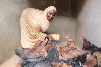 A person feeds chickens