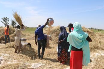 Youth Agripreneurship Cooperative members threshing harvested rice.
