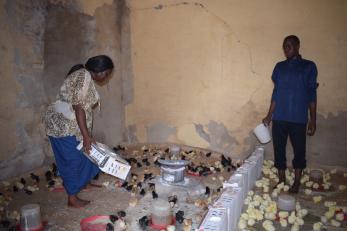 People feeding poultry birds.