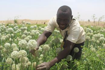 A person harvesting plants.