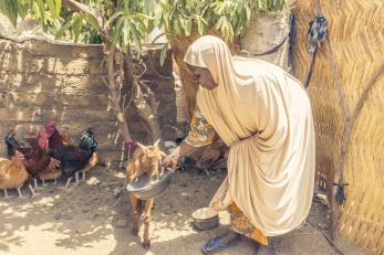 A person feeds a goat in a small outdoor space.
