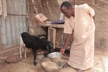 Umar feeding his sheep.