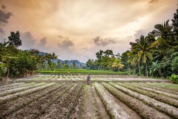 Increasingly unpredictable weather threatens the livelihoods of many farmers in Indonesia. That’s why we provide farmers’ groups with tools and information to boost their incomes and productivity.
