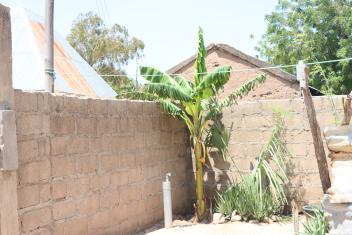 Fatima’s ayaba (banana) plant and aloe vera plant 