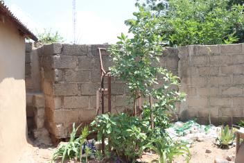 A guava plant growing in the compound.