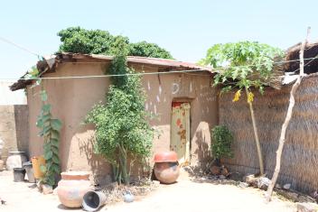 Vibrant zogele (moringa), gwanda (pawpaw leaves), and other plants thrive in the compound thanks to the clean water supply.