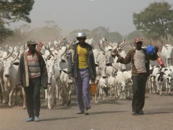 Pastoralists walking down road with their animals