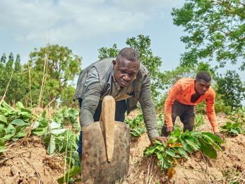 Two people use hand plows to prepare soil. 