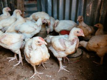 A group of chickens inside a coop in nigeria.