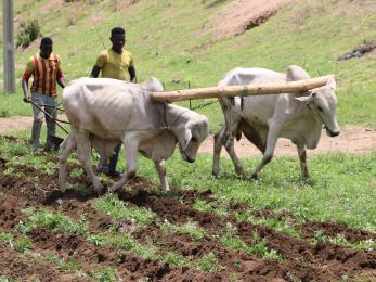 Two farmers walk behind two large animals plowing a field. 