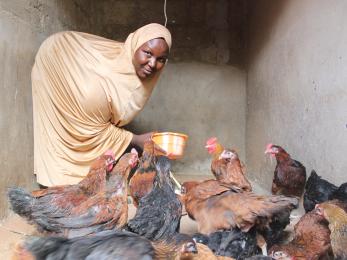 A person feeds chickens