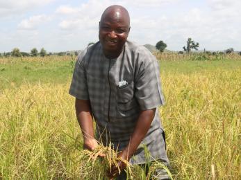 A farmer working in a rice field.
