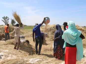 Youth agripreneurship cooperative members threshing harvested rice.